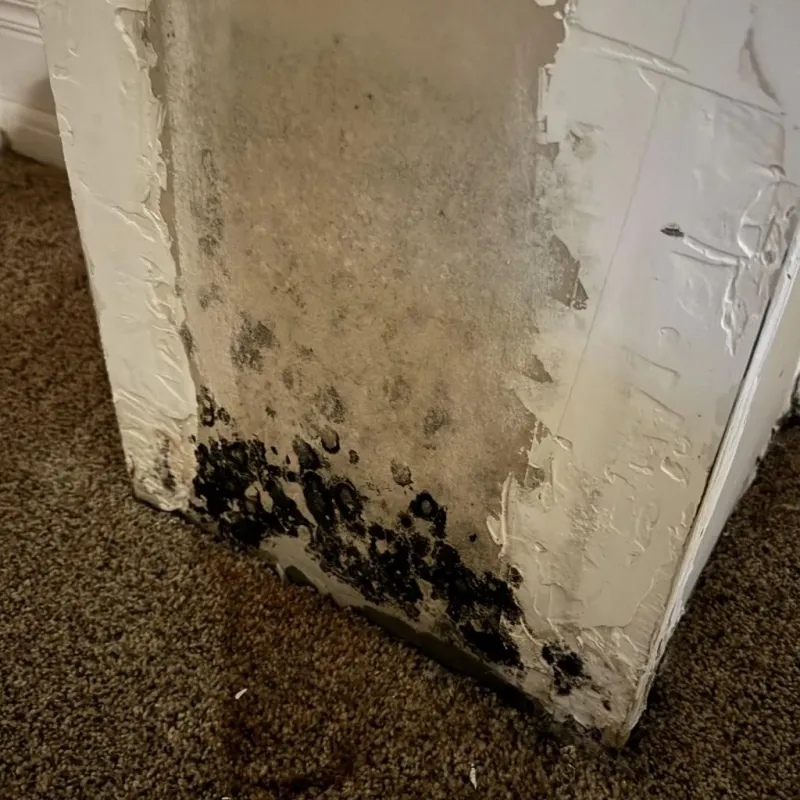 Professional Mold Removal in Gregory, TX